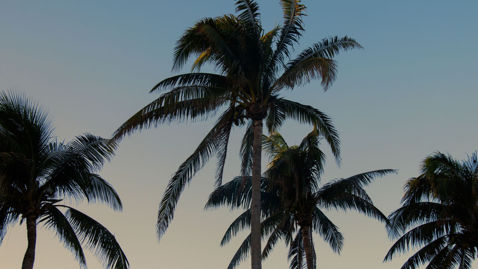 RSW Car Service | Fort Myers Airport Chauffeur & Black Car
