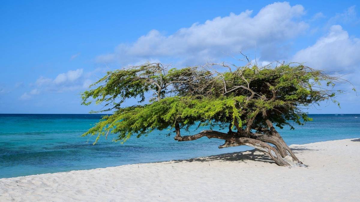 Chauffeur service in Aruba: AUA airport transfers to Palm Beach, Eagle Beach and Oranjestad