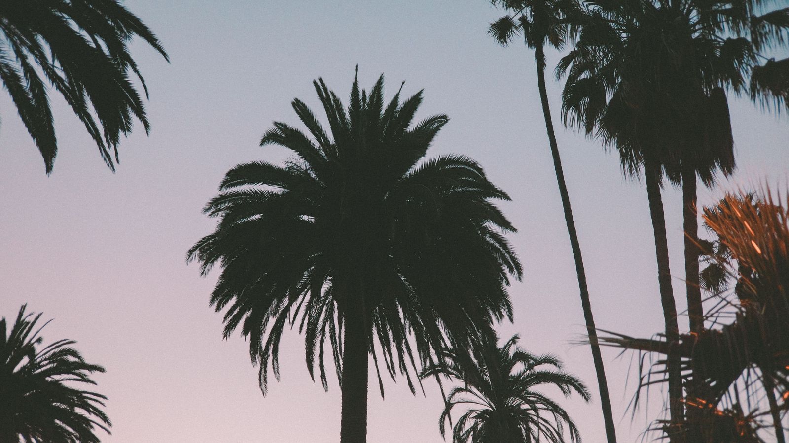 Chauffeur service in Beverly Hills: LAX transfers, black cars and limousines