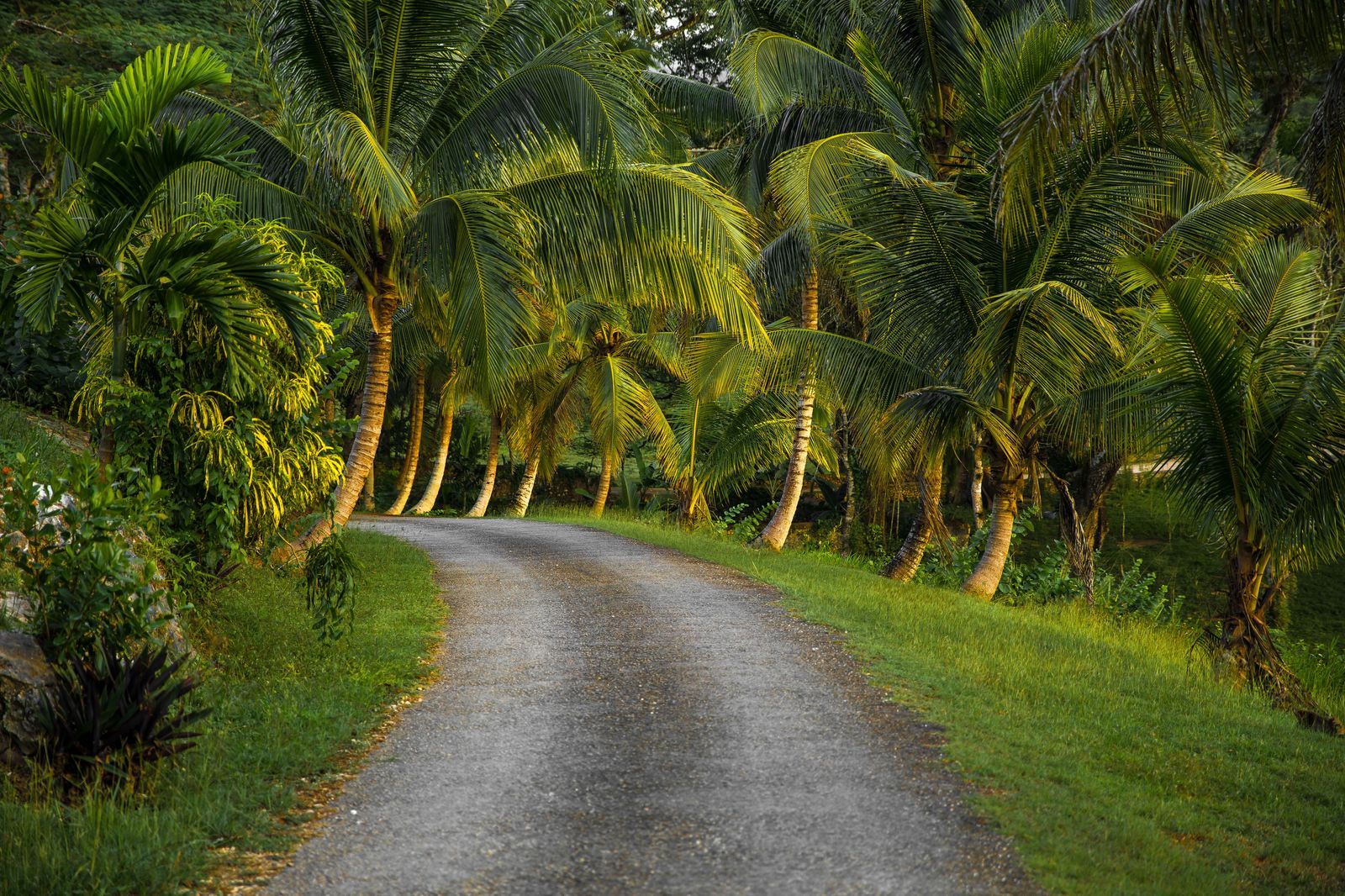 Private transfer van on a palm-lined Riviera Maya road