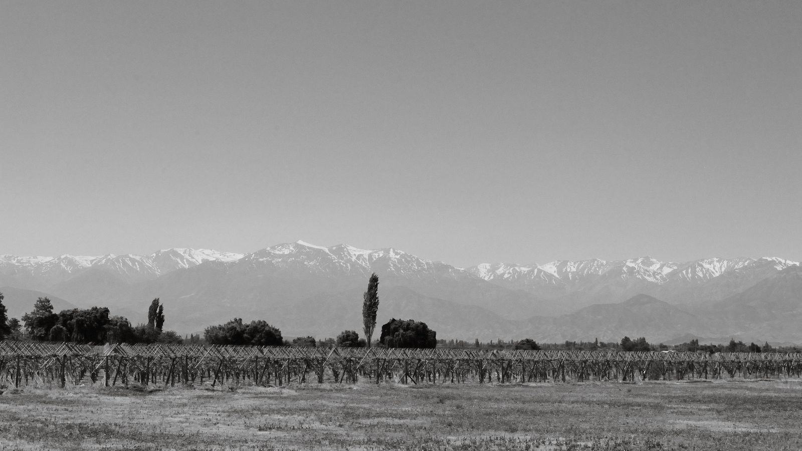 Chauffeur service in Mendoza: winery tours, MDZ airport transfers and Uco Valley cars