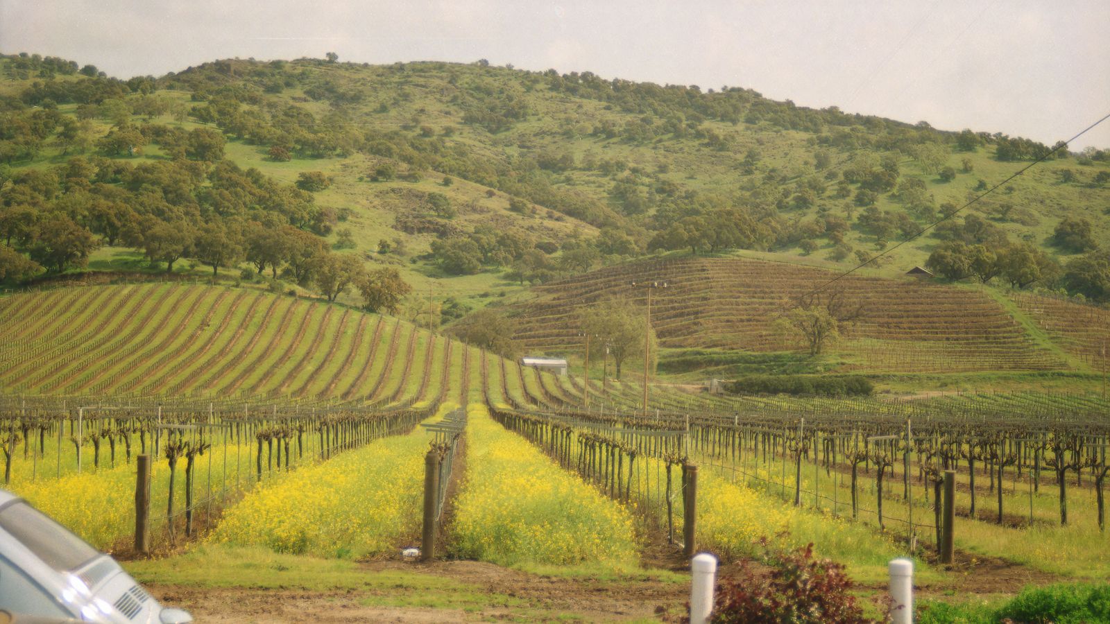 Limo Service Napa | Wine Tours & SFO to Napa Chauffeurs