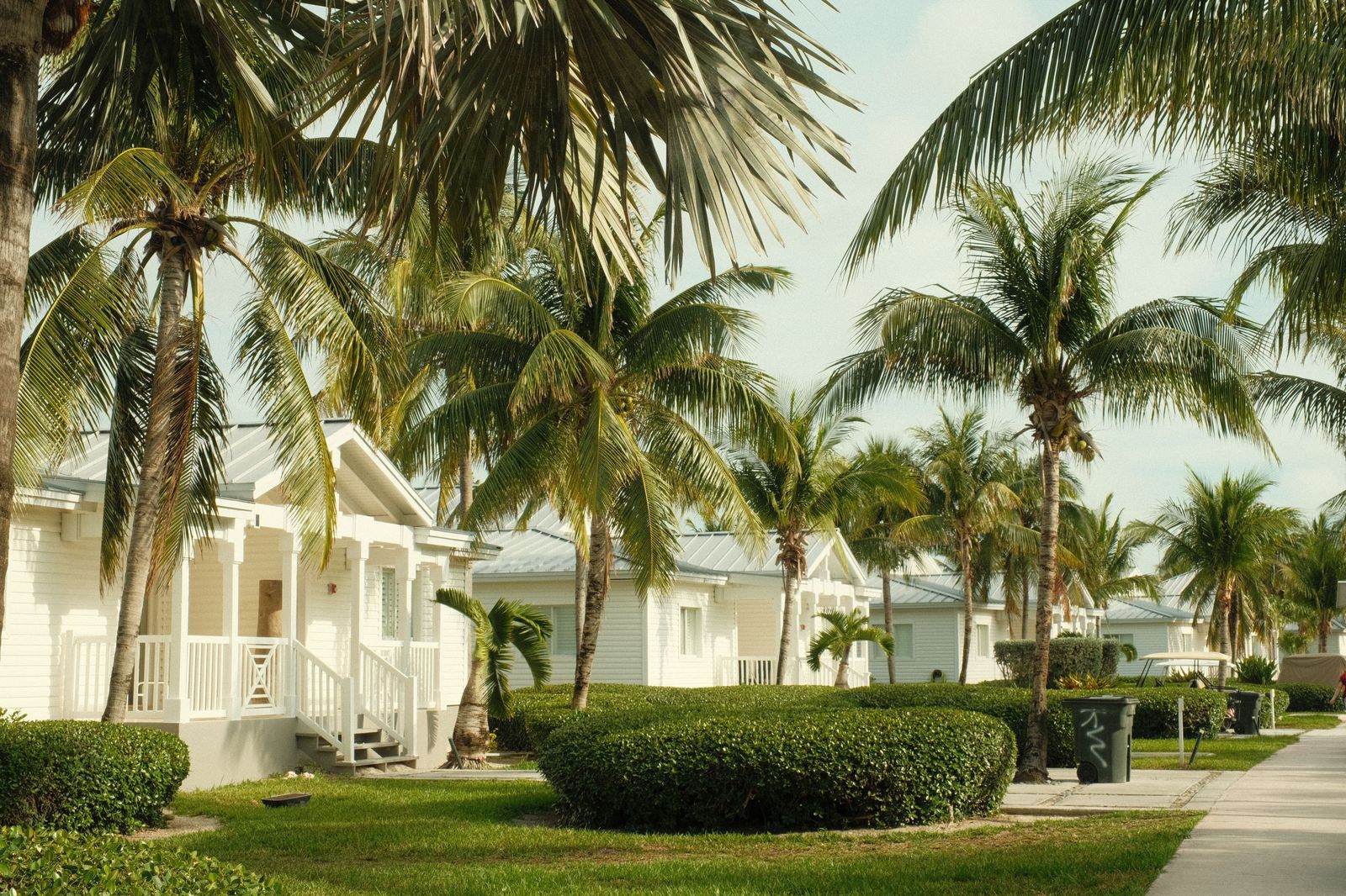 Coastal road with palm trees on New Providence