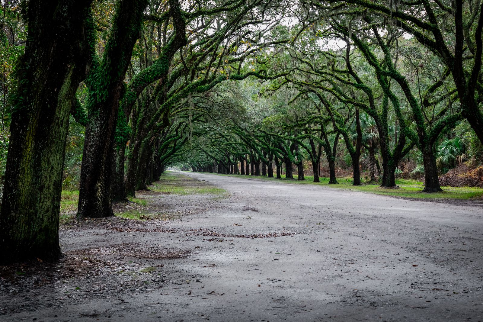 Black sedan on an oak-lined New Orleans avenue near the streetcar line