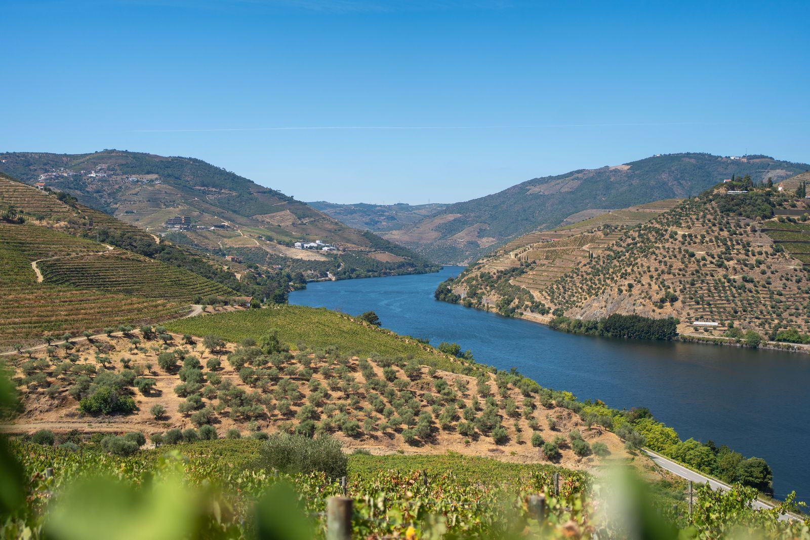 Terraced vineyards above the Douro river