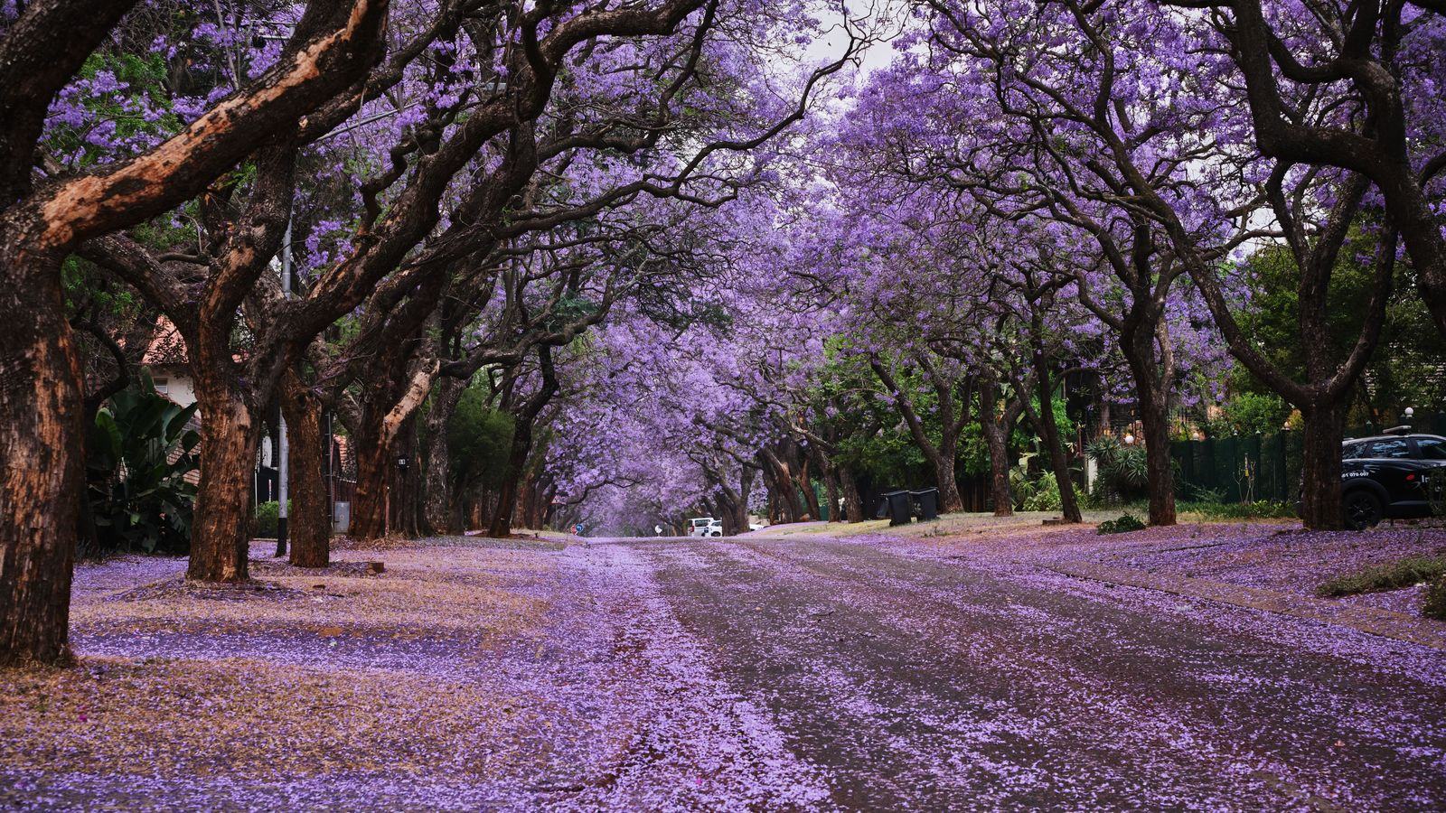 Chauffeur service in Pretoria: O.R. Tambo and Lanseria transfers, embassy and business cars