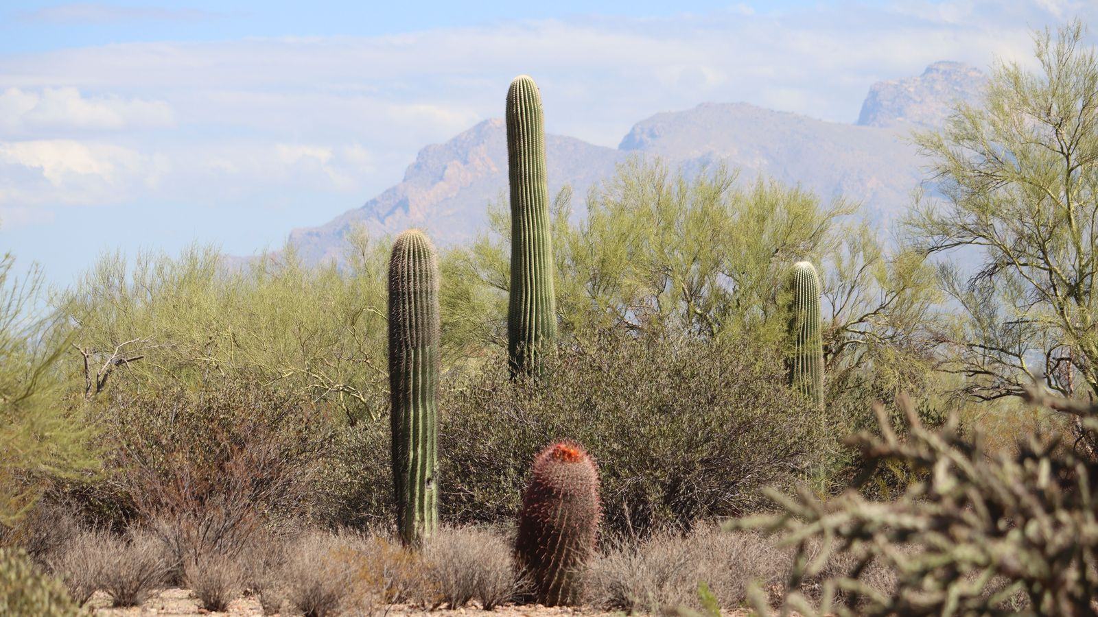 Chauffeur Service Tucson | TUS Airport Transfers & Cars